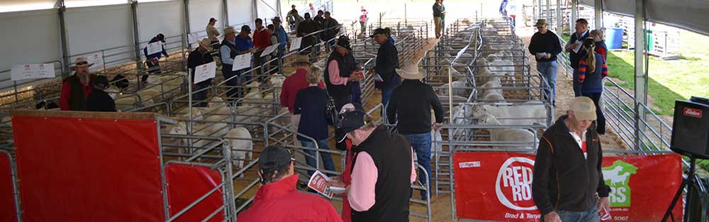 Red Rock Rams Sale