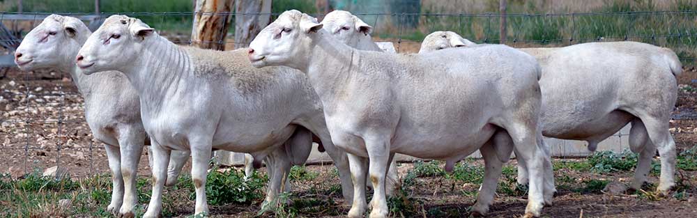 Red Rock Dorper Rams