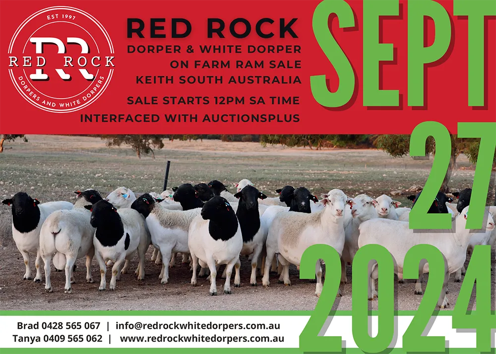 Save the Date for the Red Rock White Dorper On Farm Sale on 27th September 2024.